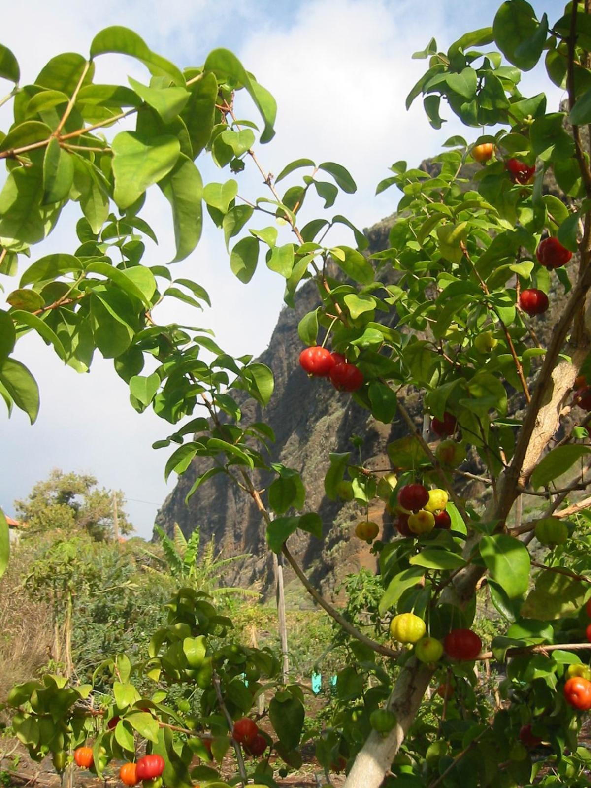 Faja Dos Padres Βίλα Ribeira Brava Εξωτερικό φωτογραφία